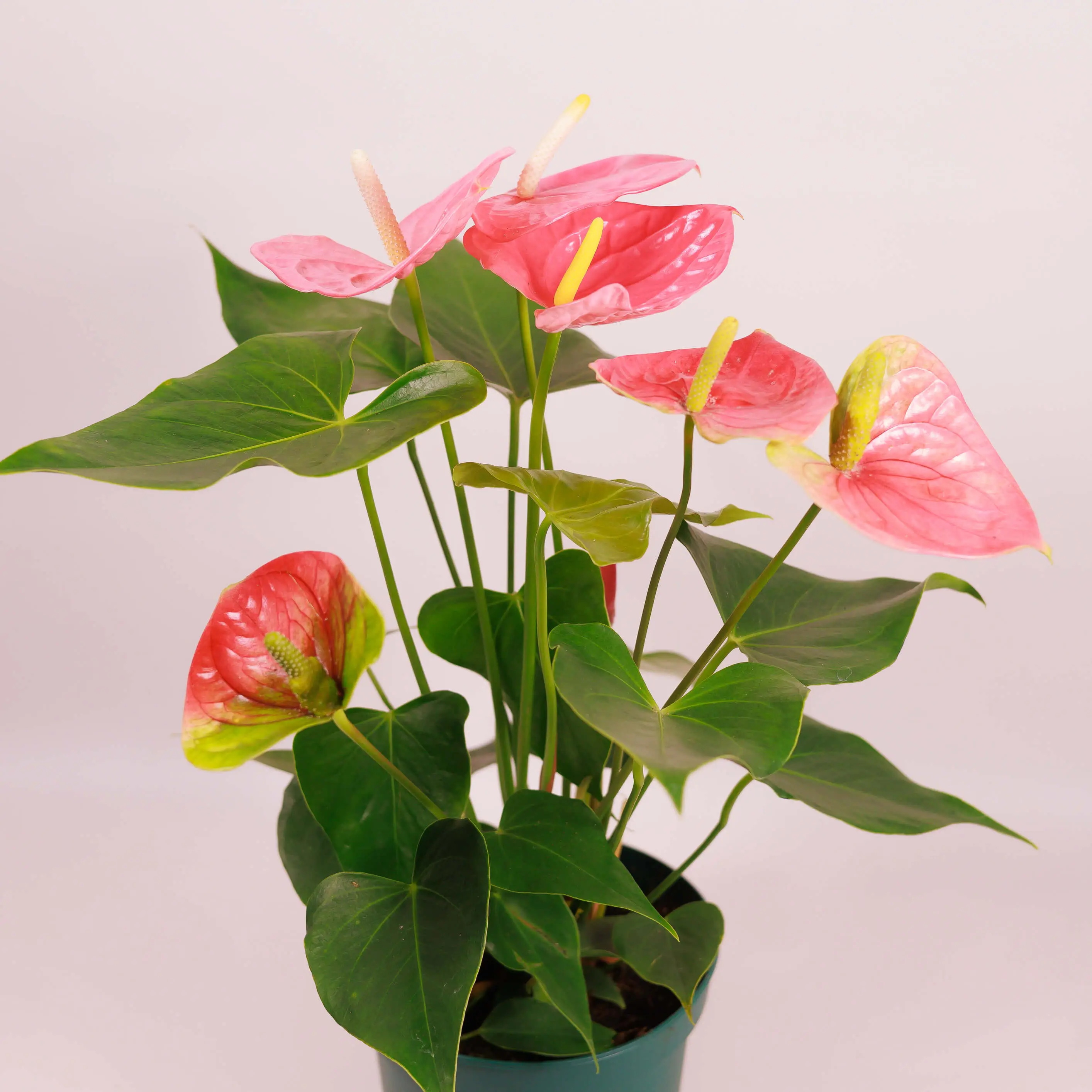 Цветущие купить