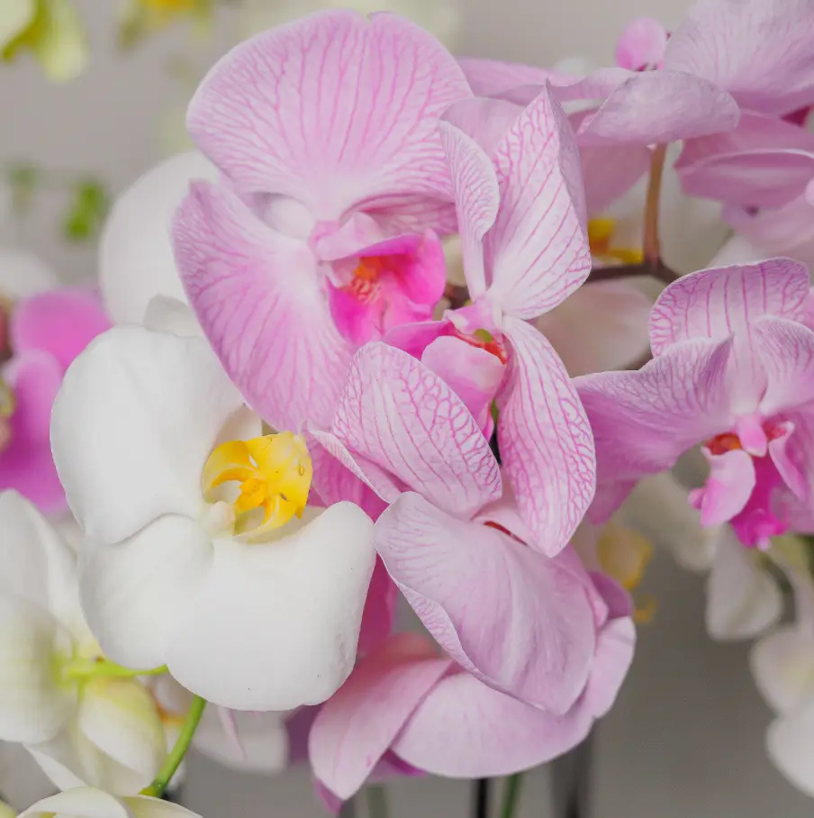 Орхідея купити
