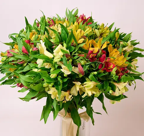 Альстромерія купити