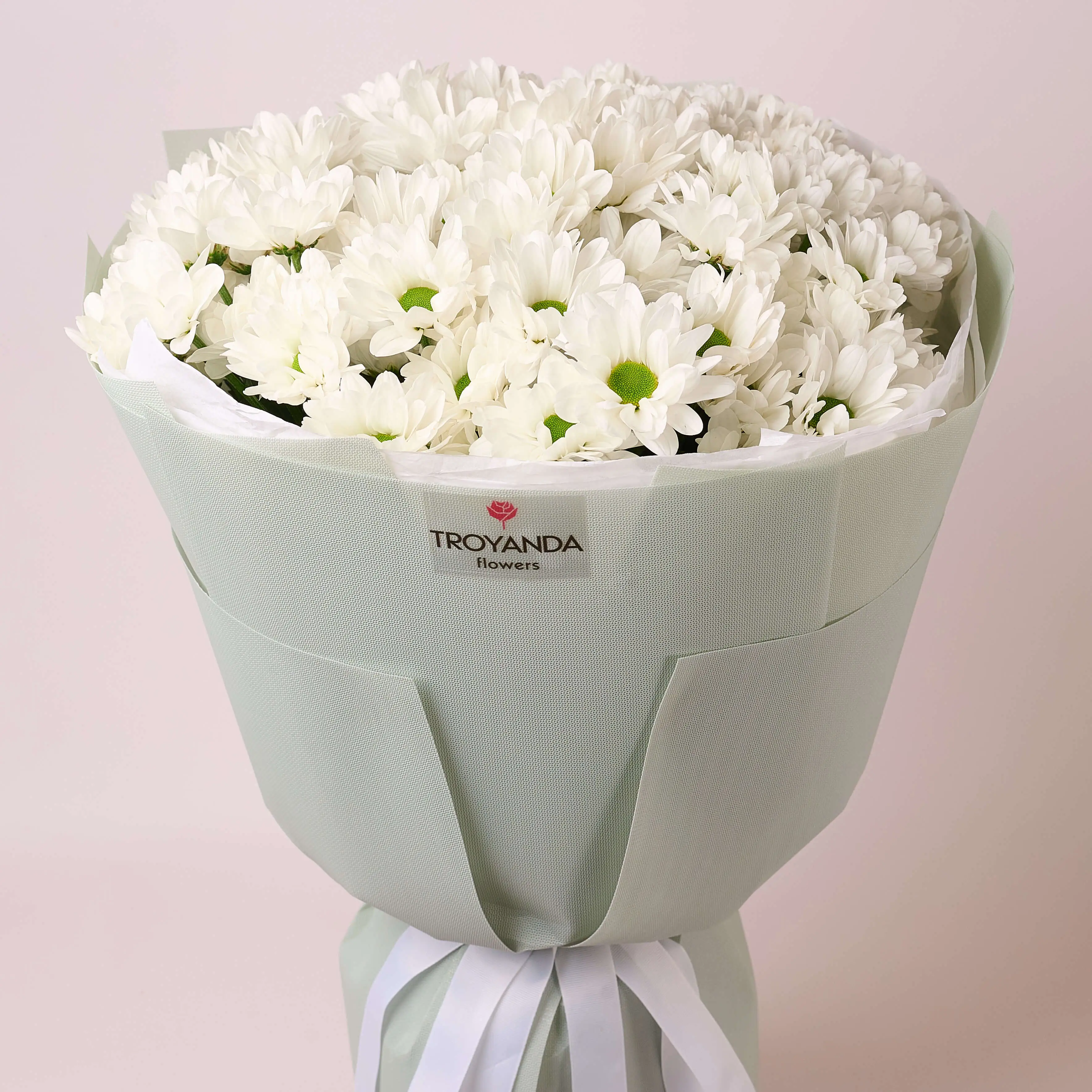 Хризантема купити