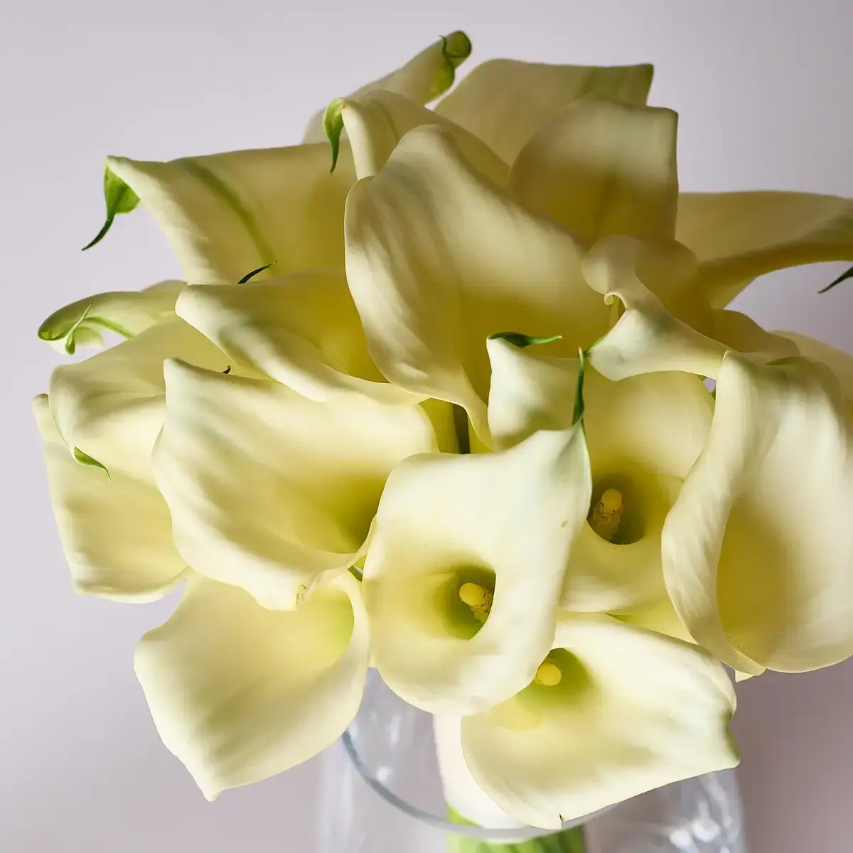 Зантедескія купити