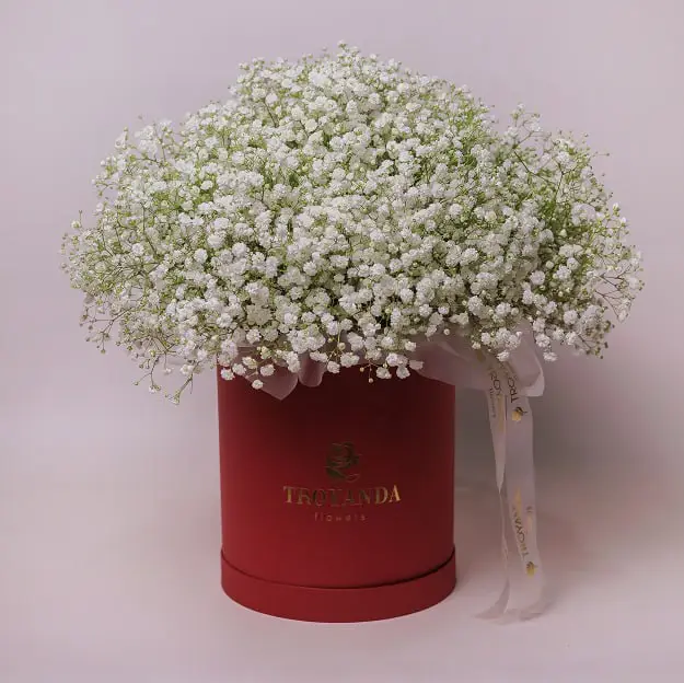 Гіпсофіли в коробці купити