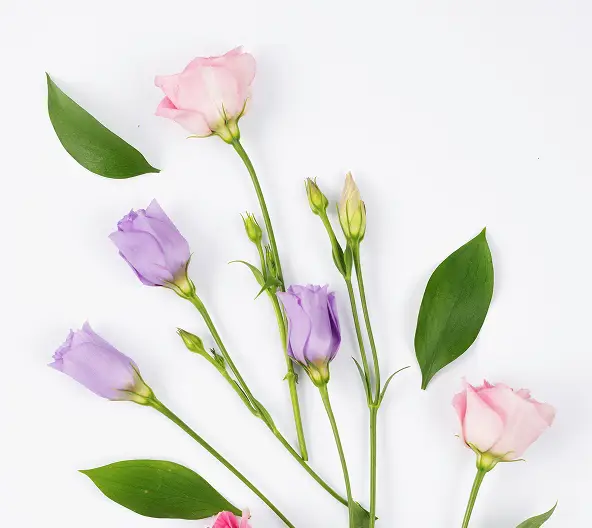 Еустоми купити недорого в Україні, фото 38