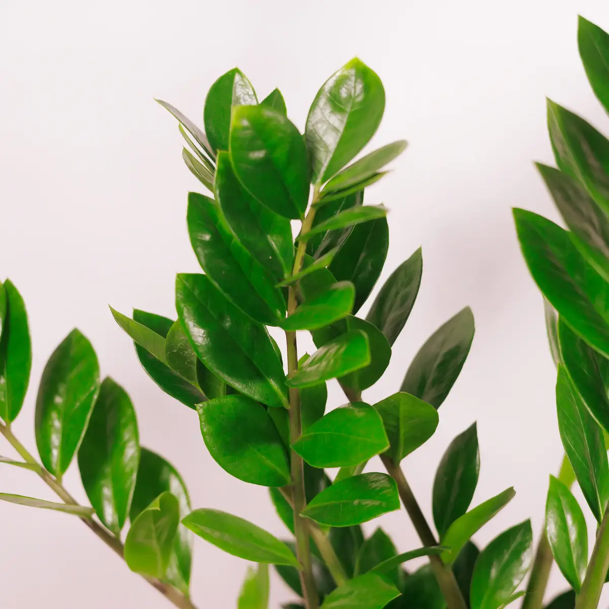 Заміокулькас d21 купити недорого в Україні, фото 3