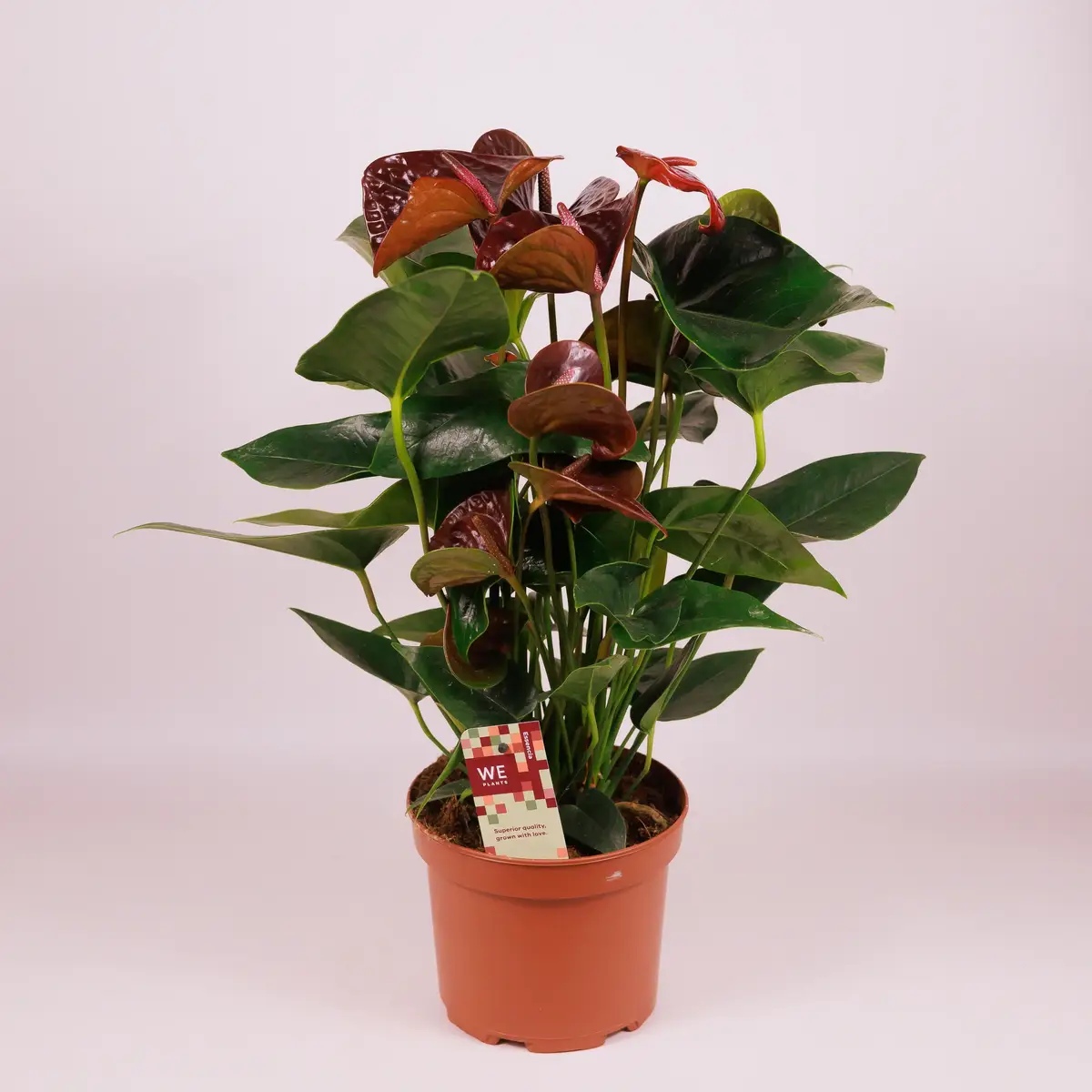 Антуріум Есенція d17 купити