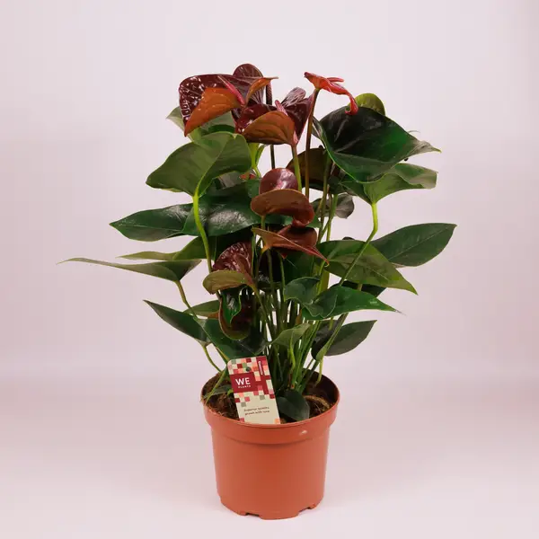 Антуріум Есенція d17 купити