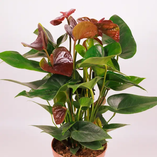 Антуріум Есенція d17 купити