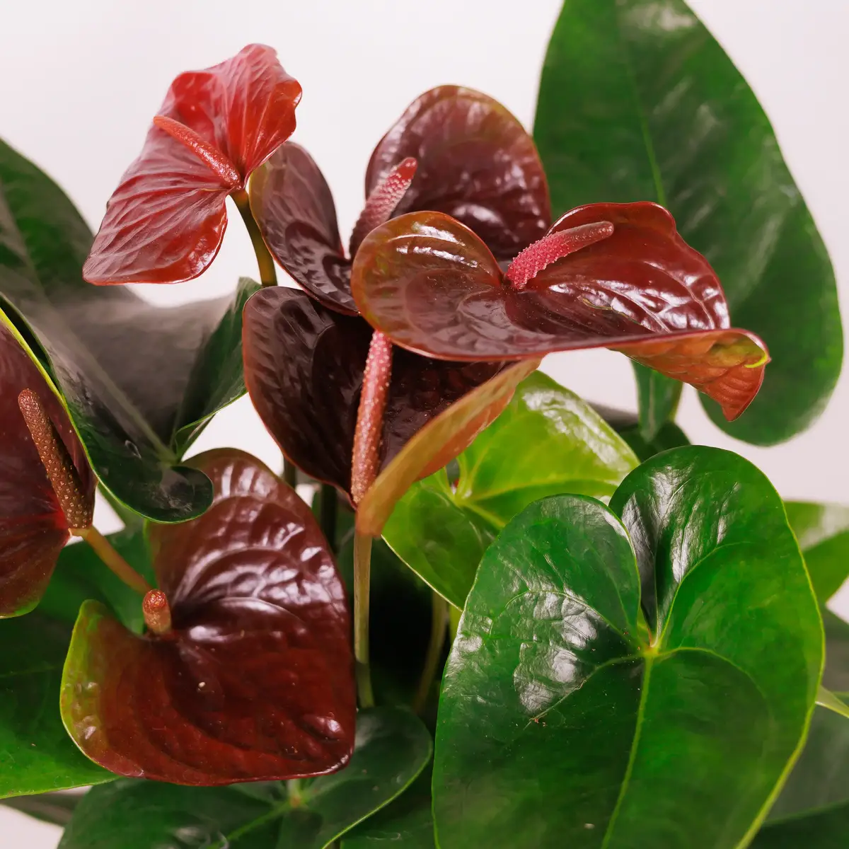 Антуріум Есенція d17 купити недорого в Україні, фото 3