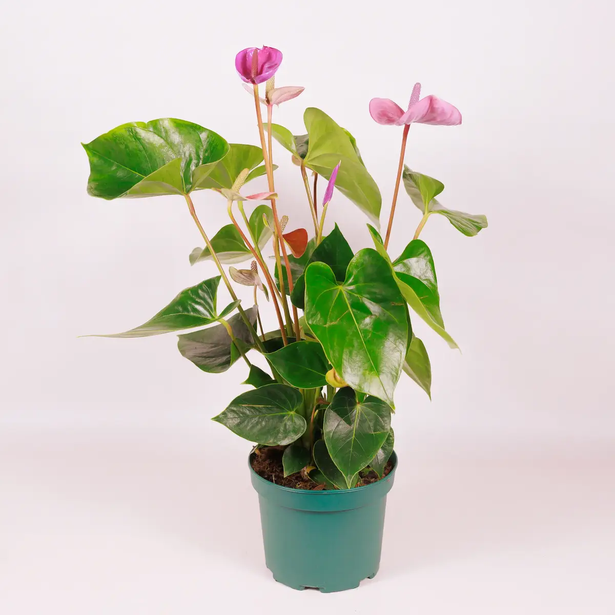 Антуріум Каваллі d17 купити