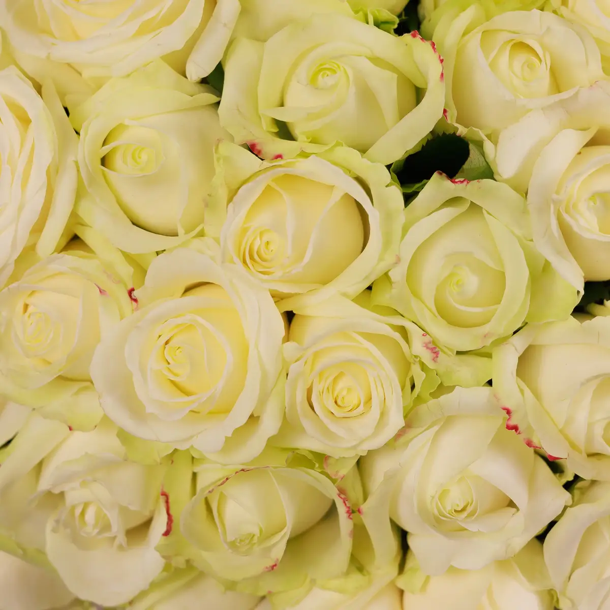 Букет 65 Троянд білих Аваланч купити недорого в Україні, фото 3