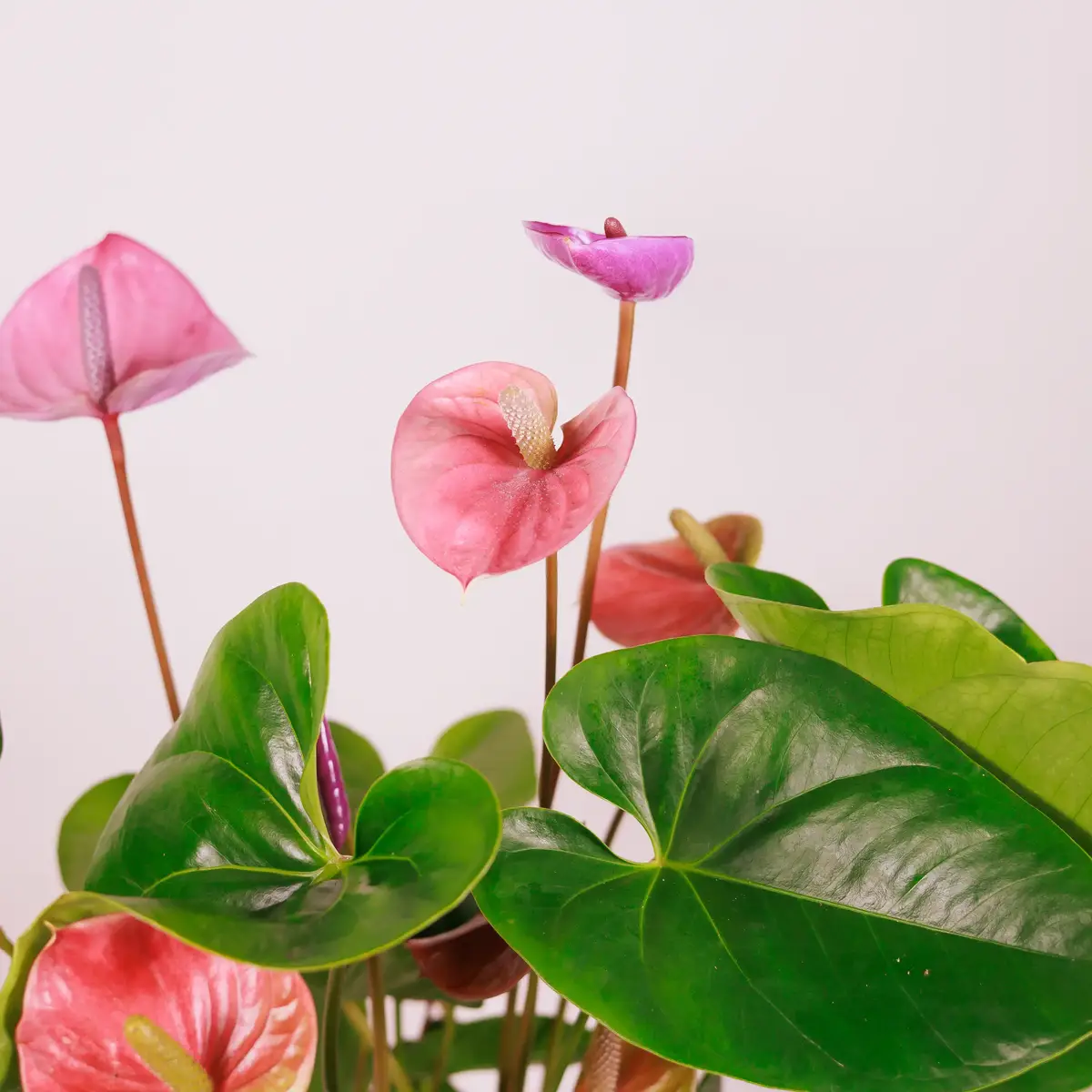 Антуріум Каваллі d17 купити недорого в Україні, фото 3