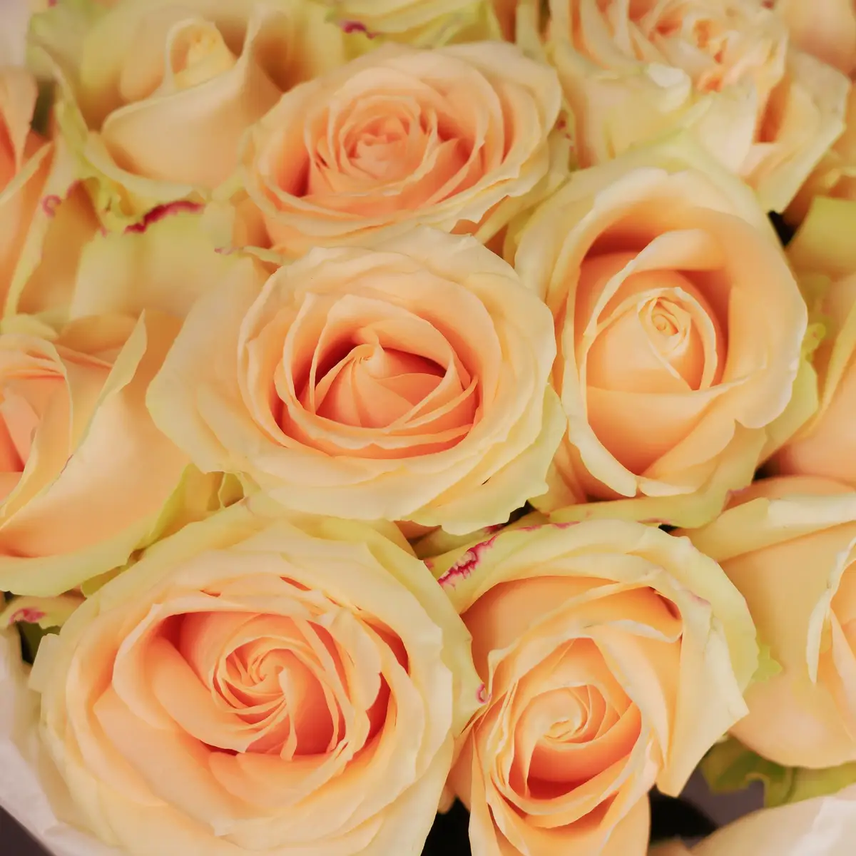 Букет 17 Роз Пич Аваланч купить недорого в Украине, фото 3