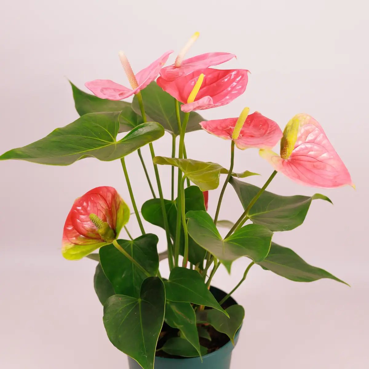 Антуриум Колорадо d17 купить недорого в Украине, фото 2