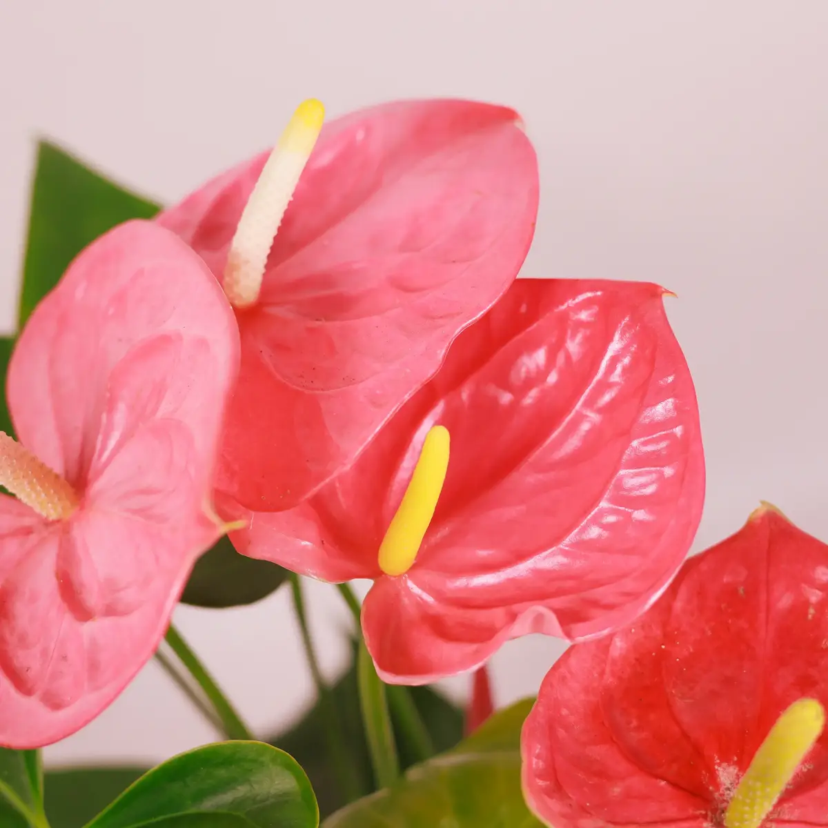 Антуриум Колорадо d17 купить недорого в Украине, фото 3