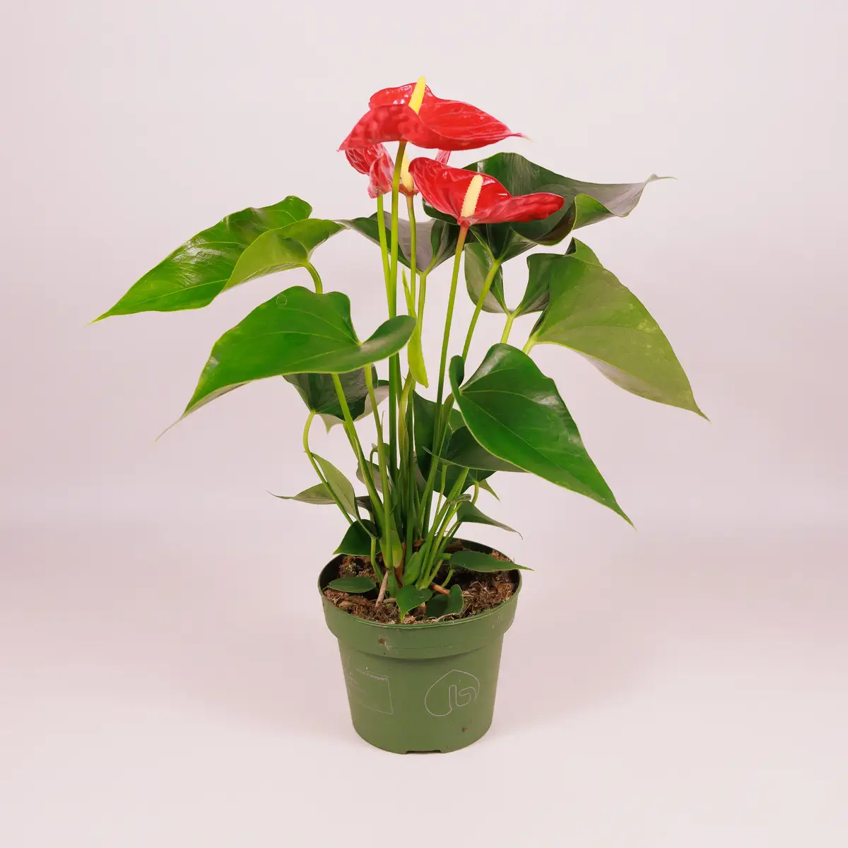 Антуріум Мічиган d14 купити