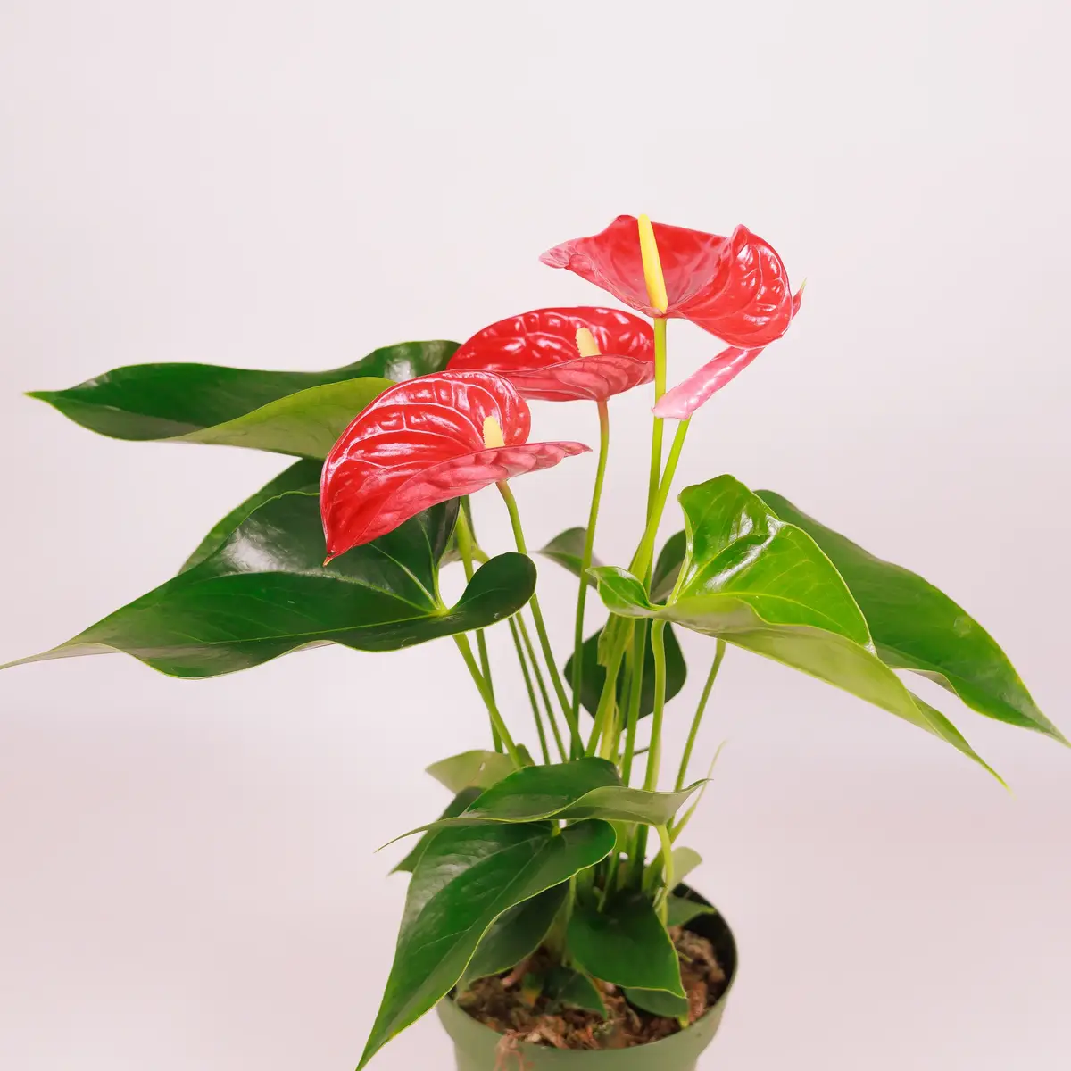 Антуріум Мічиган d14 купити недорого в Україні, фото 2