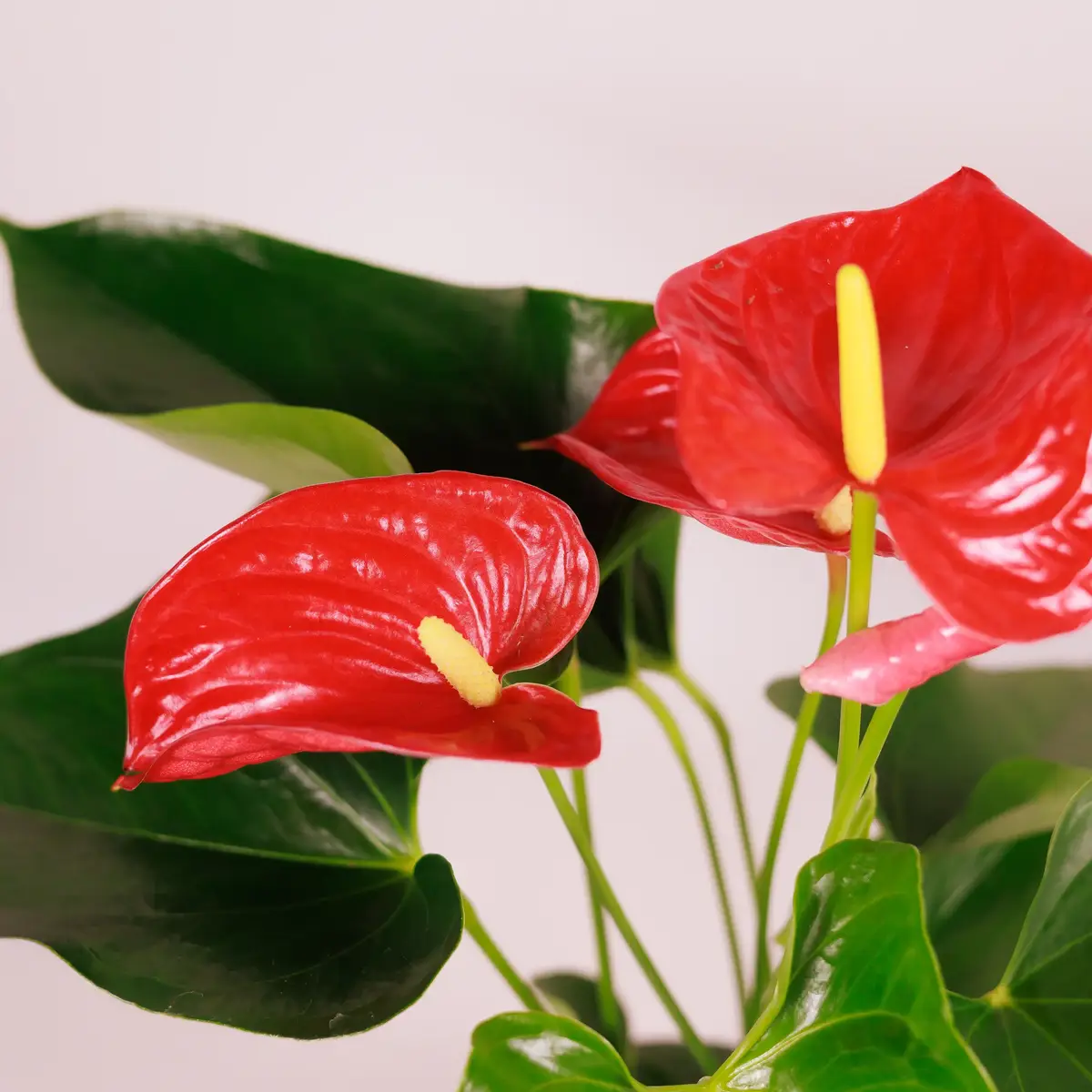 Антуріум Мічиган d14 купити недорого в Україні, фото 3