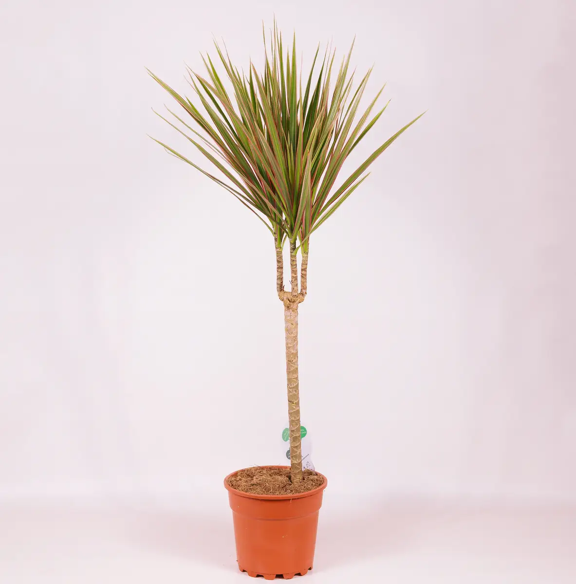 Драцена І биколор d17 купить