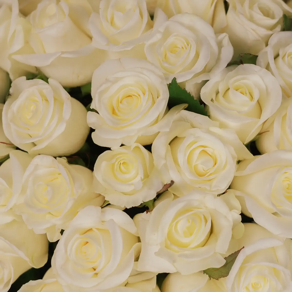 Букет 31 Роза Беллуга купить недорого в Украине, фото 3