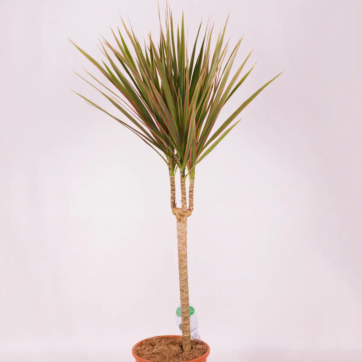 Драцена І биколор d17 купить недорого в Украине, фото 2