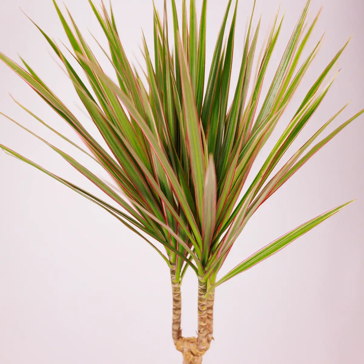 Драцена І биколор d17 купить недорого в Украине, фото 3