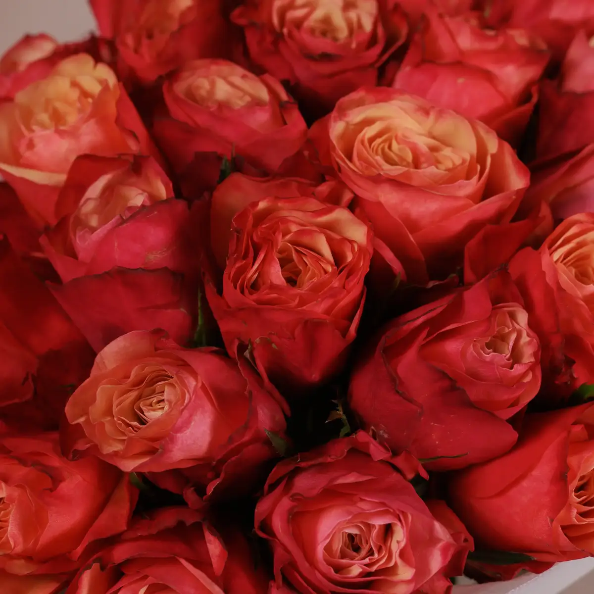 Букет 25 Троянд Богарт купити недорого в Україні, фото 3