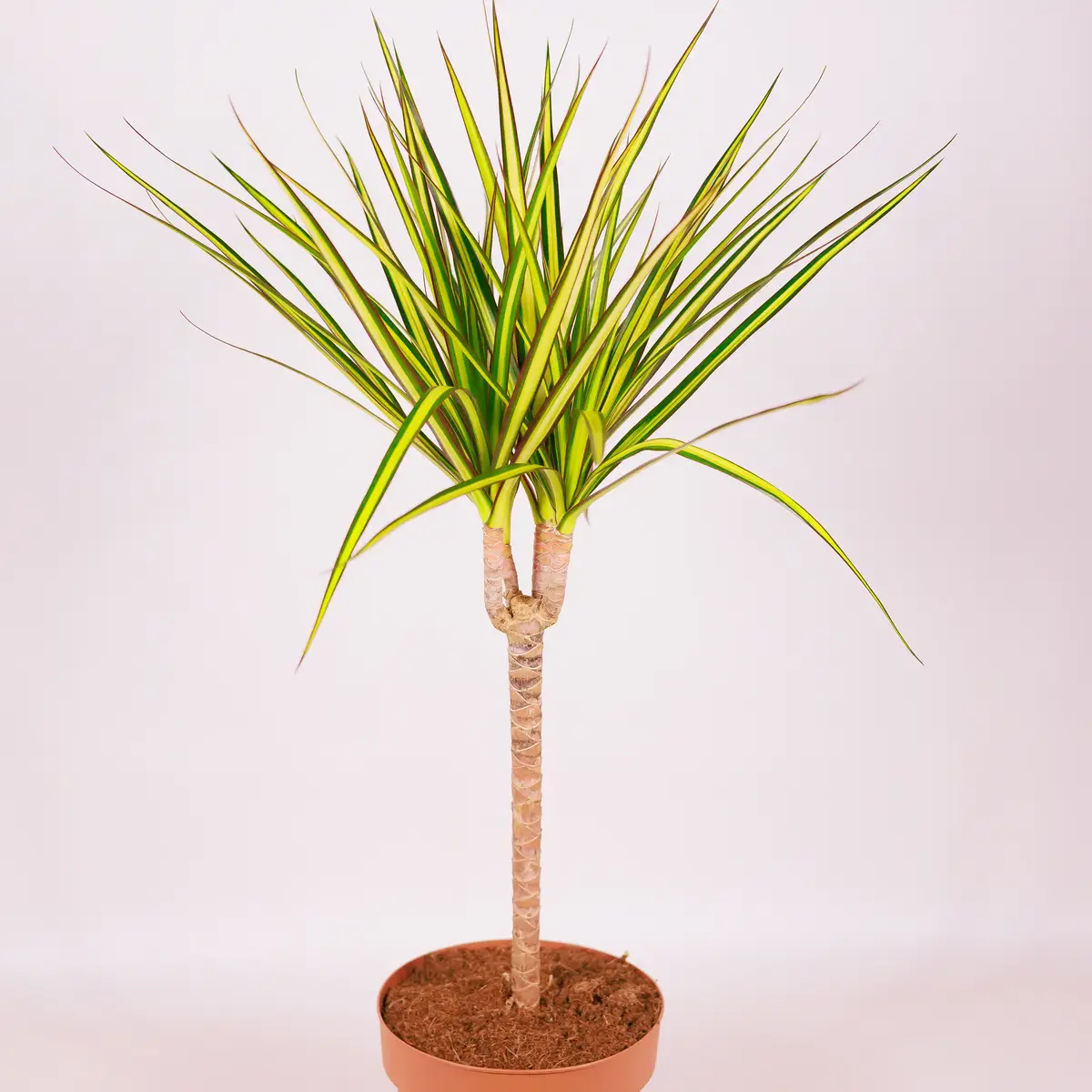 Драцена І Санрай d17 купити недорого в Україні, фото 2