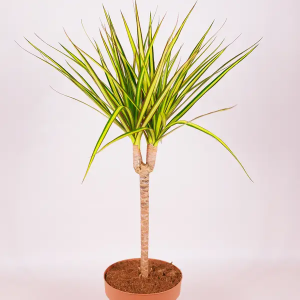 Драцена І Санрай d17 купити