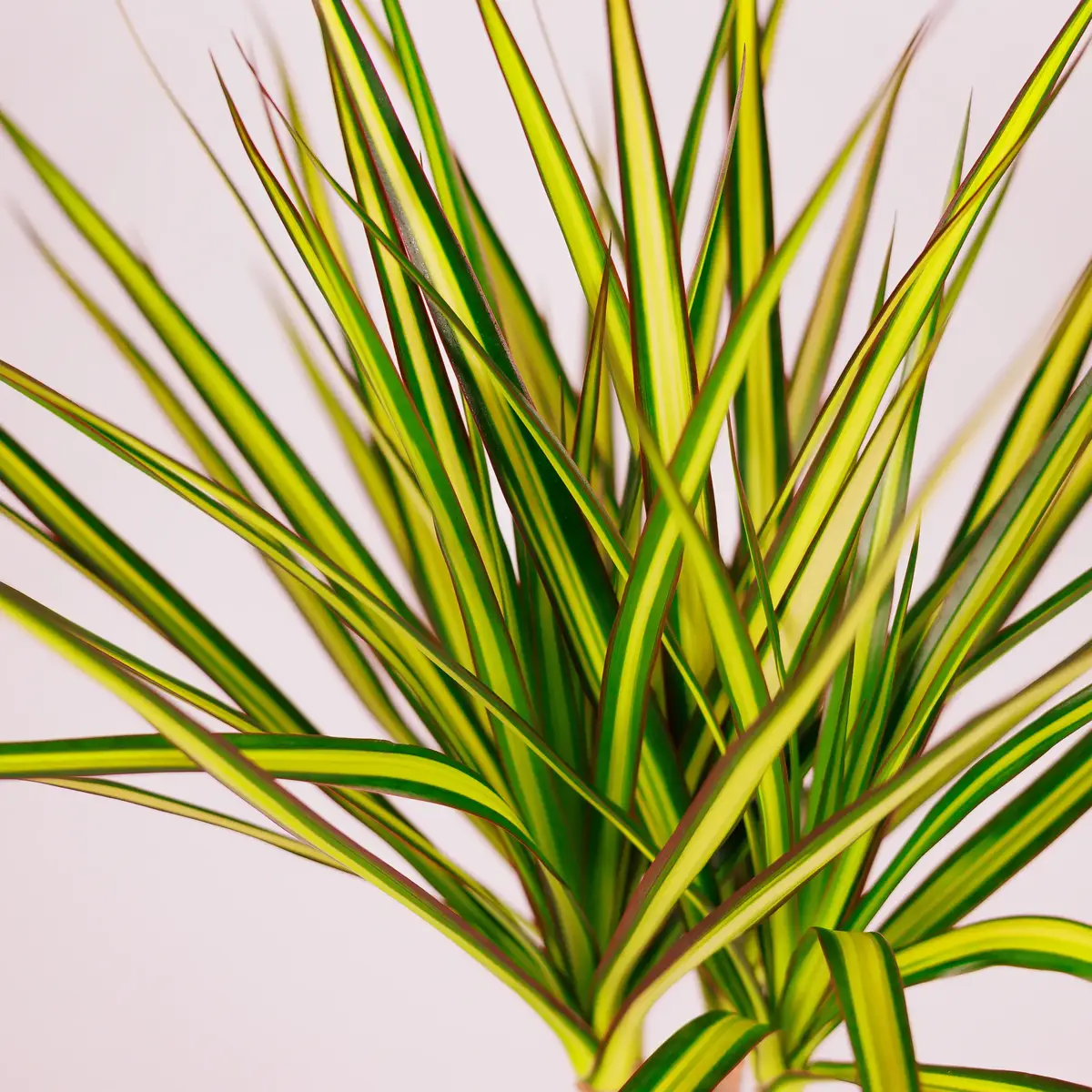 Драцена І Санрай d17 купити недорого в Україні, фото 3