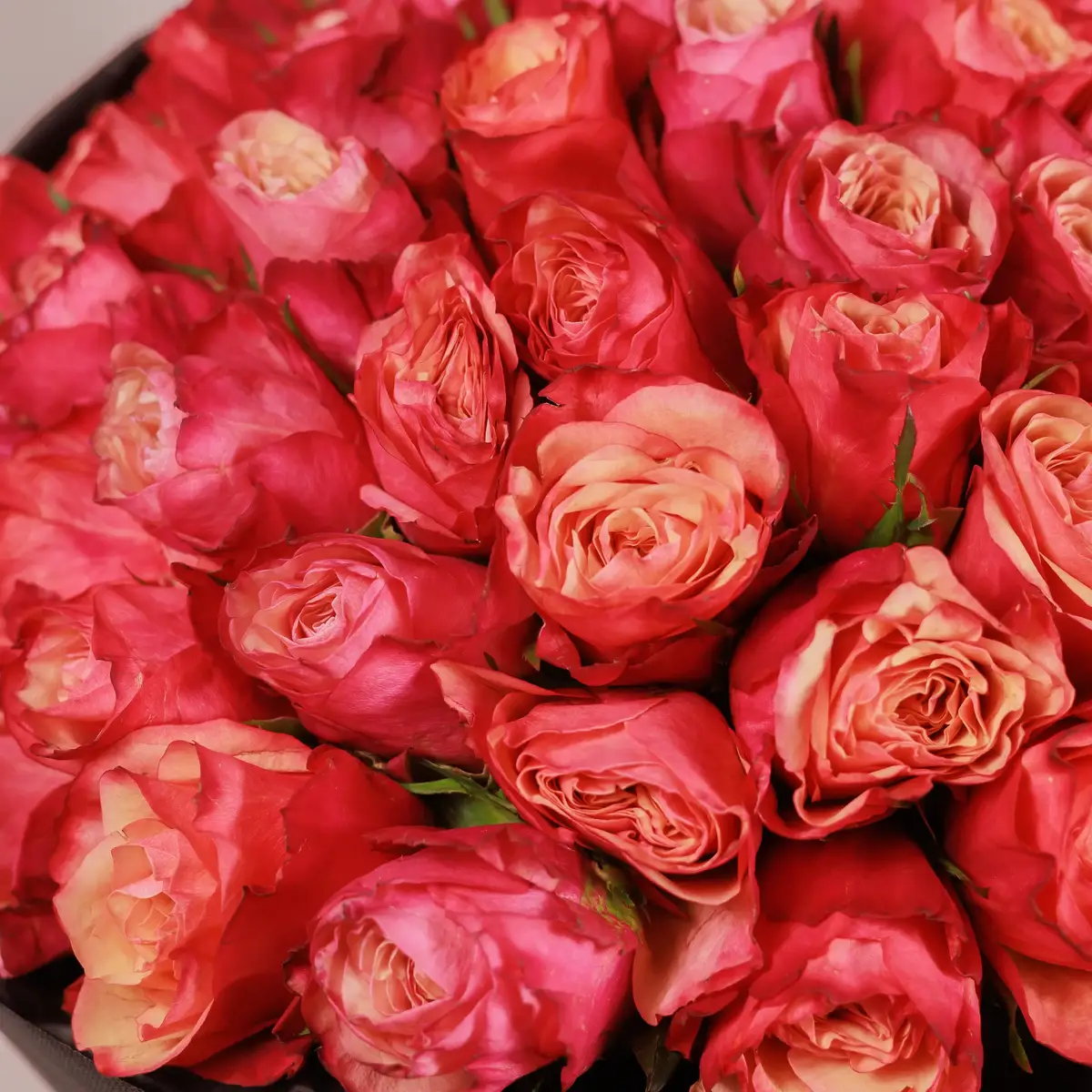 Букет 51 Роза Богарт купить недорого в Украине, фото 3