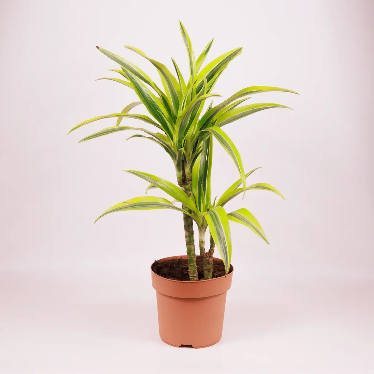 Драцена ІІ Лимон Лайм d17 купити