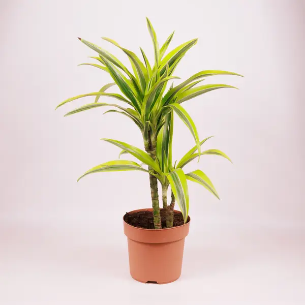 Драцена ІІ Лимон Лайм d17 купити