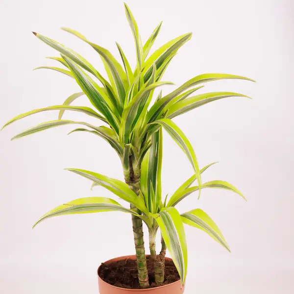 Драцена ІІ Лимон Лайм d17 купити