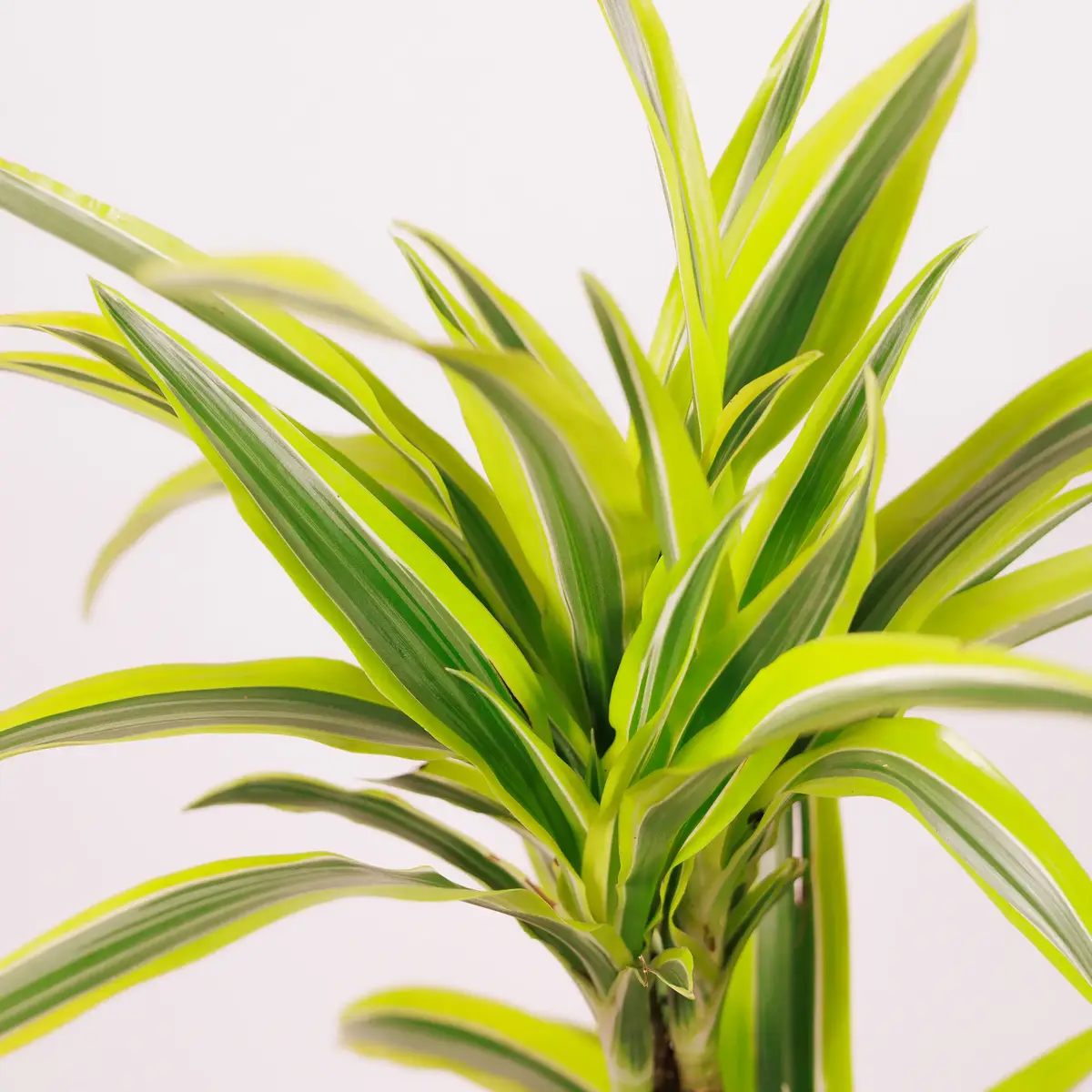 Драцена ІІ Лимон Лайм d17 купити недорого в Україні, фото 3