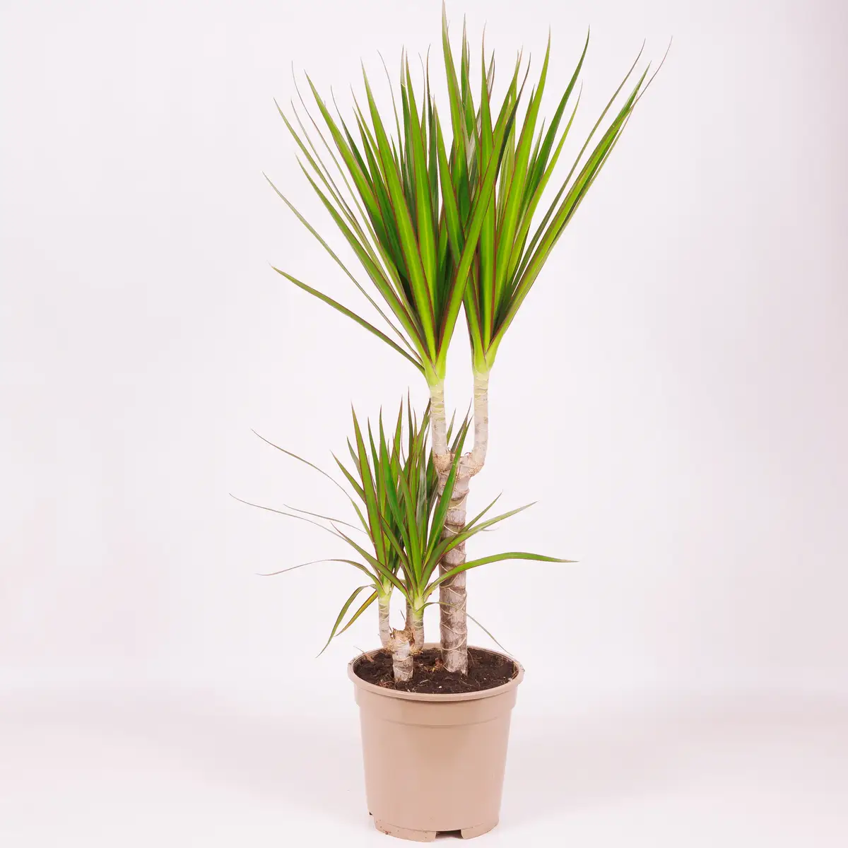 Драцена ІІ Маргіната d17 купити