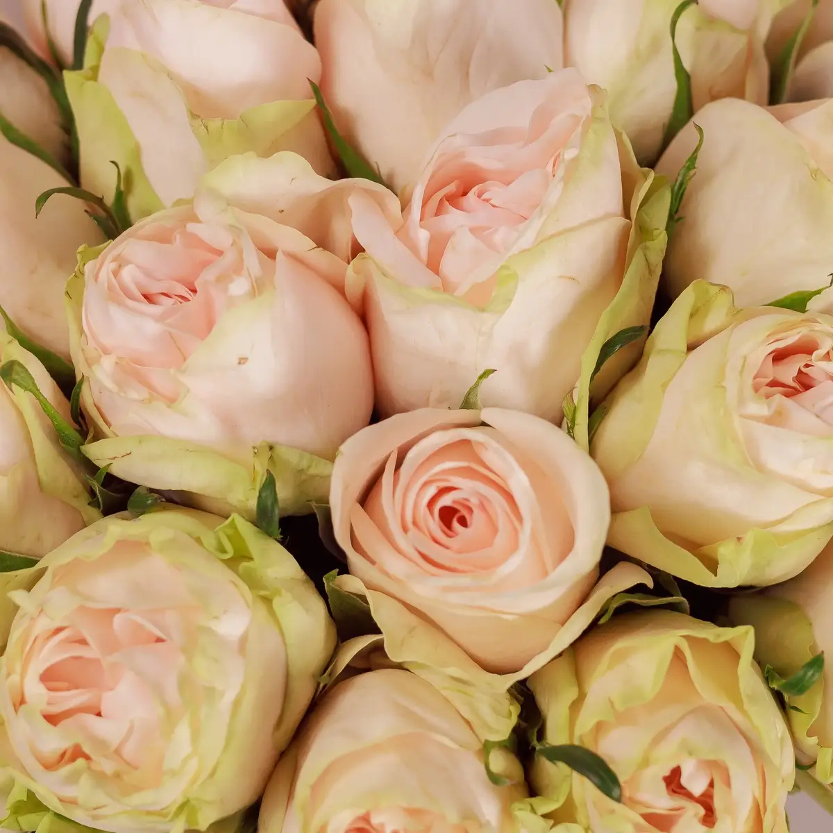 Букет 25 Роз Вединг Роуз купить недорого в Украине, фото 3