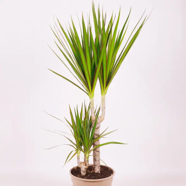 Драцена ІІ Маргіната d17 купити