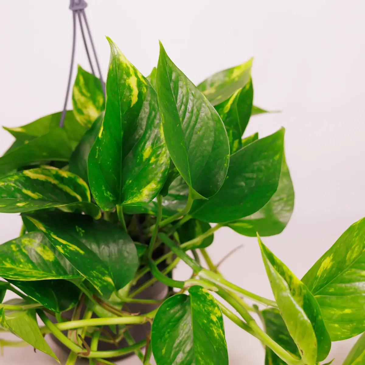 Епіпремнум d15 купити недорого в Україні, фото 2