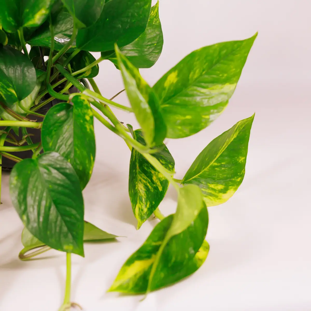 Епіпремнум d15 купити недорого в Україні, фото 3