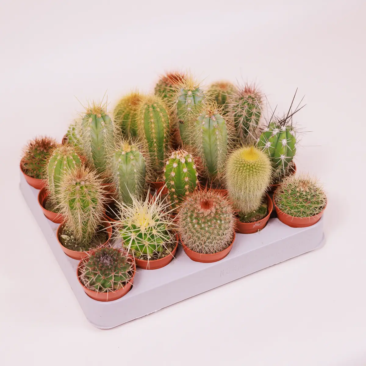 Кактус в асортименті d5 купити