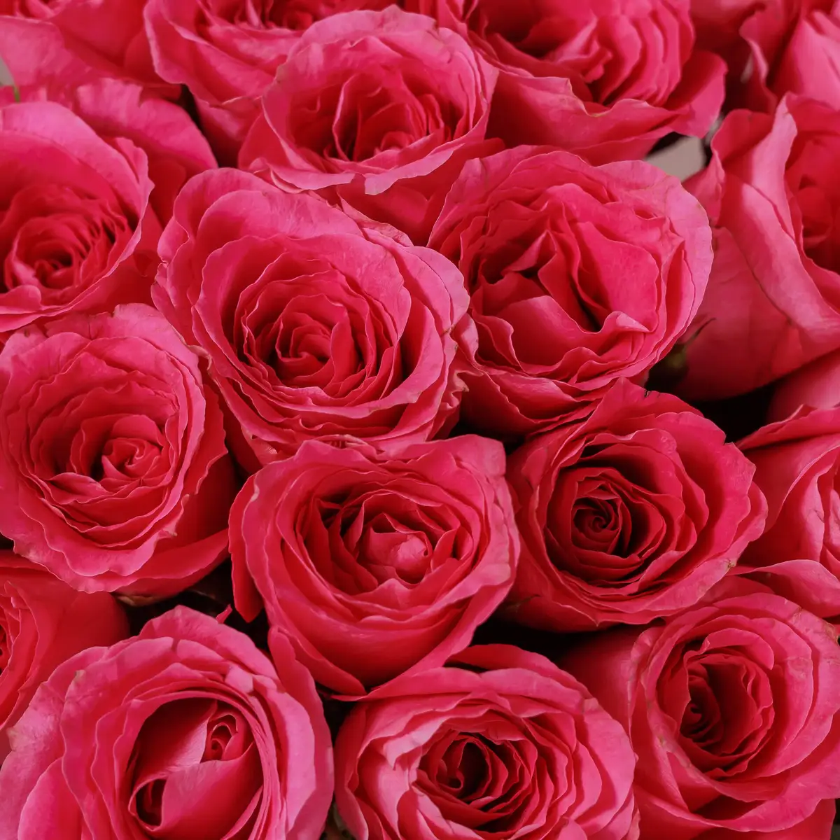 Букет 25 Роз Уотергейм купить недорого в Украине, фото 3