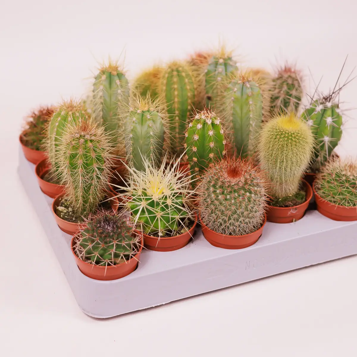 Кактус в асортименті d5 купити недорого в Україні, фото 2