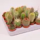 Кактус в асортименті d5 купити
