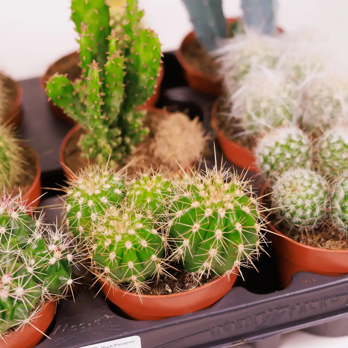 Кактус в асортименті d5 купити недорого в Україні, фото 3