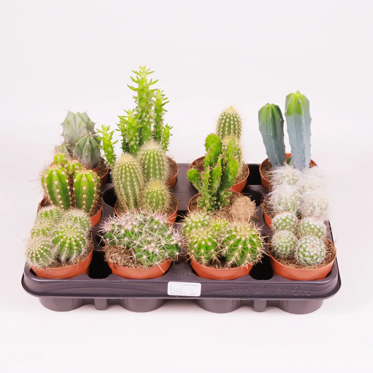 Кактус в асортименті d8 купити