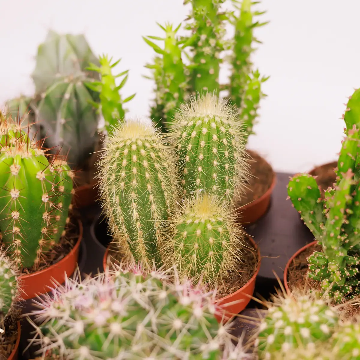 Кактус в асортименті d8 купити недорого в Україні, фото 2