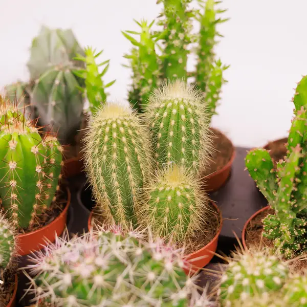 Кактус в асортименті d8 купити