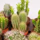 Кактус в асортименті d8 купити