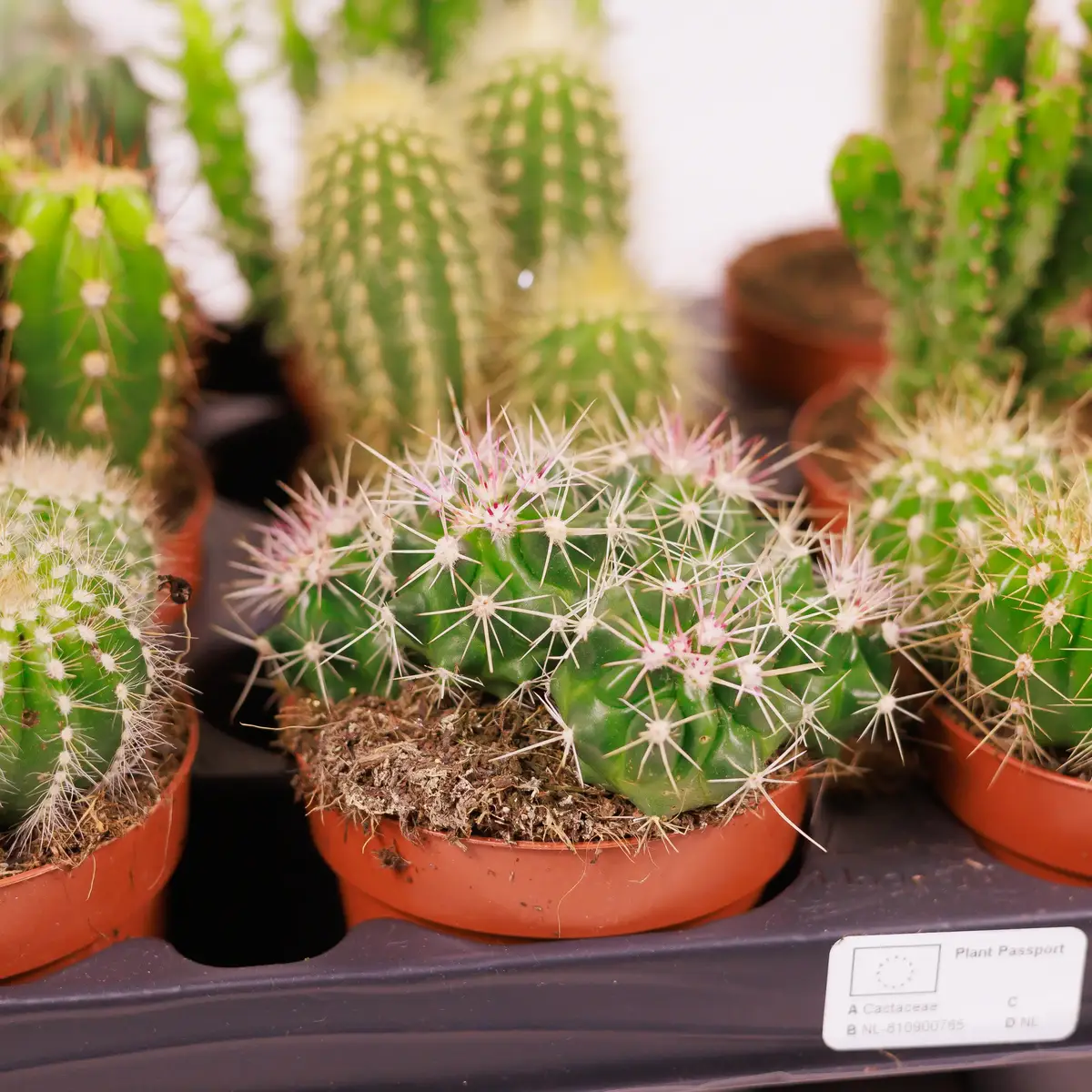 Кактус в асортименті d8 купити недорого в Україні, фото 3