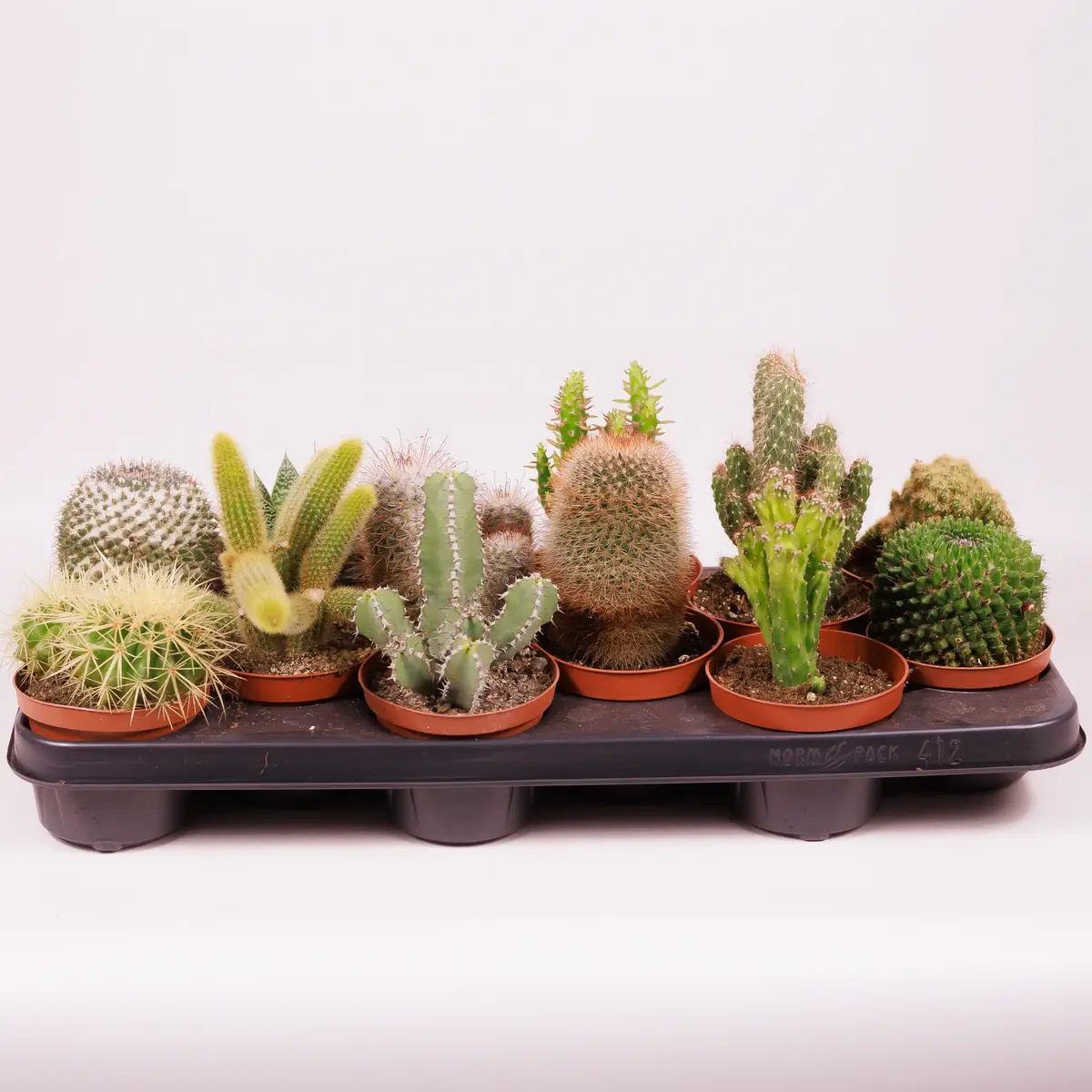 Кактус в асортименті d10 купити